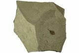 Valved Seed Pod Fossil - Green River Formation, Utah #215556-1